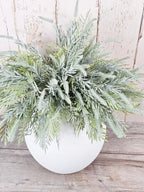 Dusted Tassel Ferns
