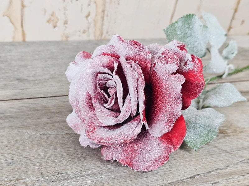 Snowy Red Rose