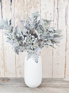 Soft Grey Senecio