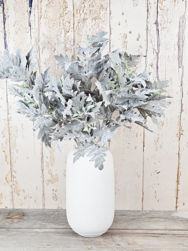 Soft Grey Senecio