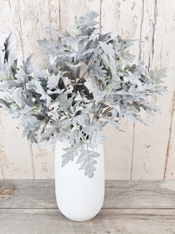 Soft Grey Senecio