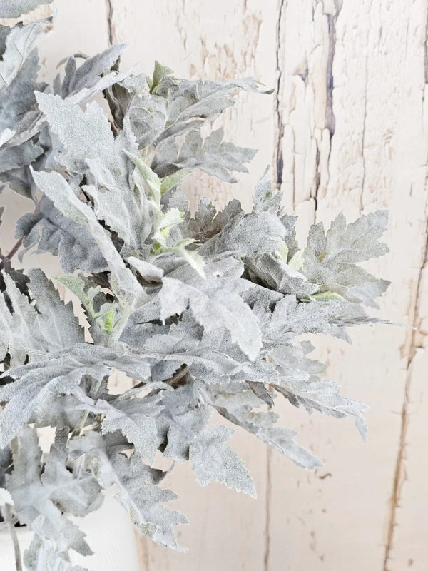 Soft Grey Senecio
