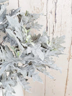 Soft Grey Senecio