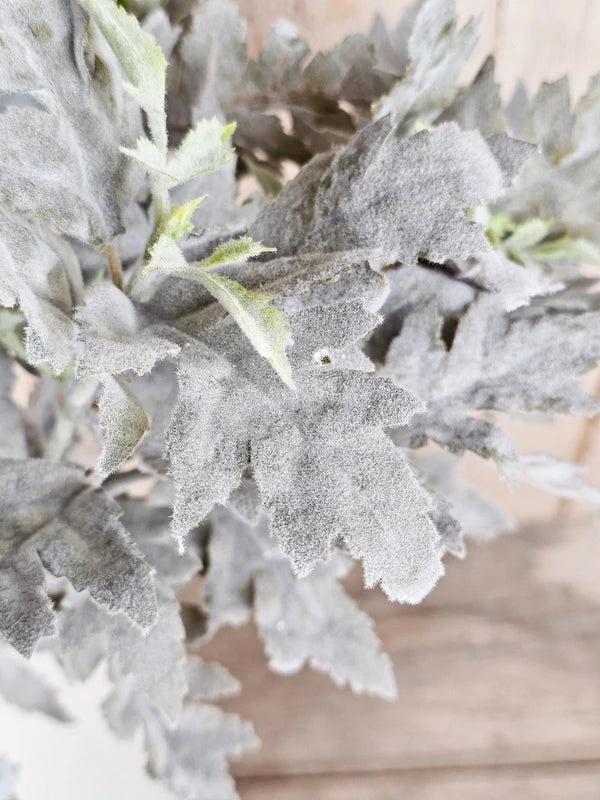 Soft Grey Senecio