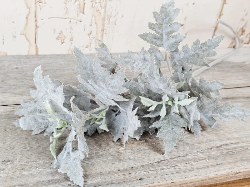 Soft Grey Senecio