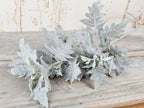 Soft Grey Senecio