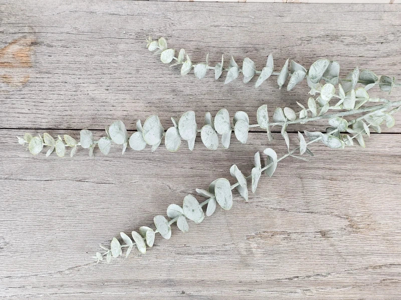 Triple Dusted Eucalyptus